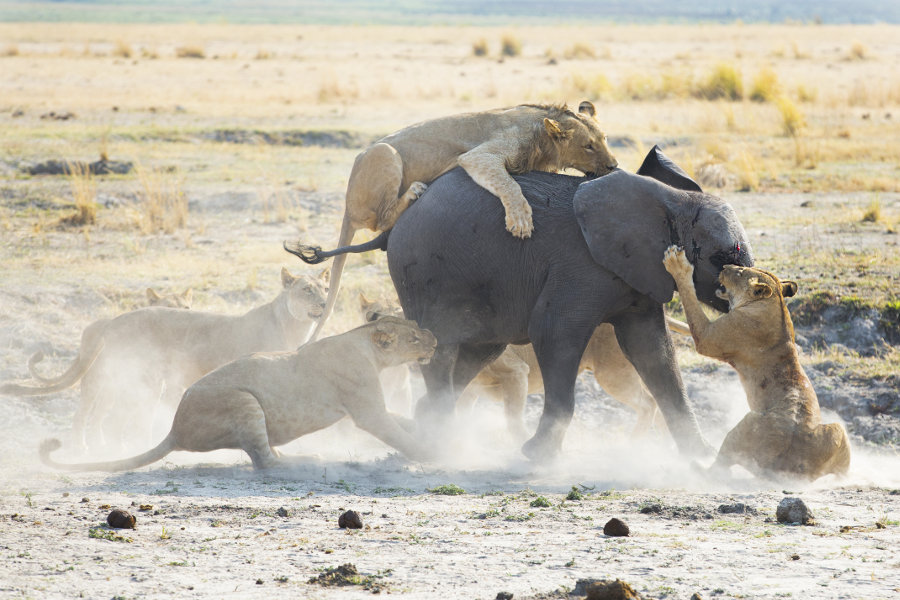 lions-hunting-elephant
