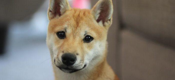Shiba Inu-Hund steht für Dogecoin