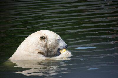 Eisbär im Berliner Zoo